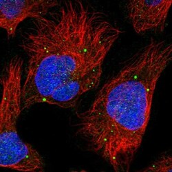 PLCL3 Antibody, Novus Biologicals:Antibodies:Primary Antibodies